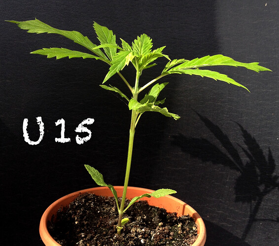 Growreport Bild 20