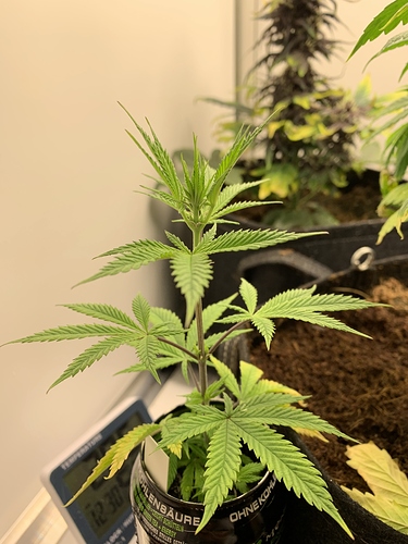 Growreport Bild 3