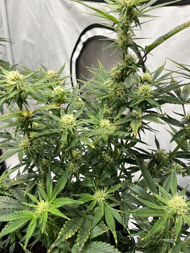 Growreport Bild 28