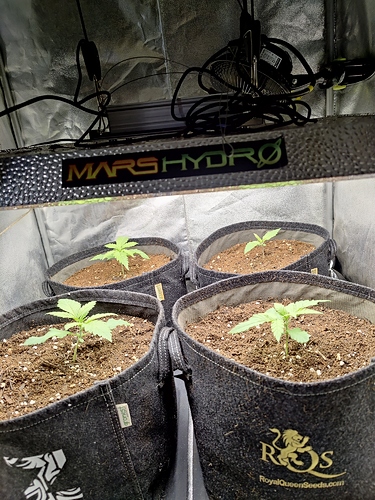 Growreport Bild 1