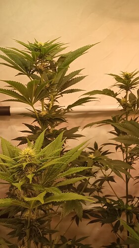 Growreport Bild 66