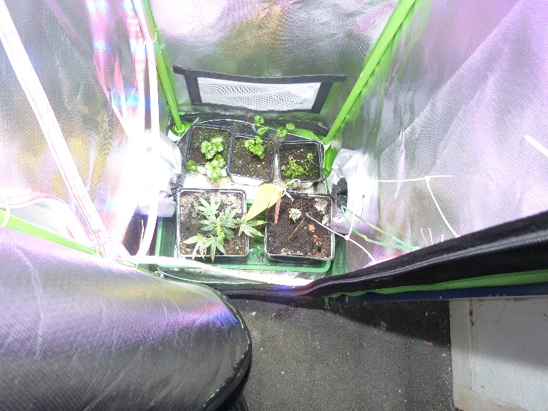 Growreports 1a, 1b1, 1b2,1c1, 1c2, FINISHED