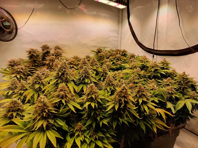 Growreport Bild 13
