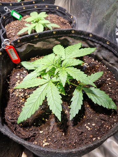 Growreport Bild 6