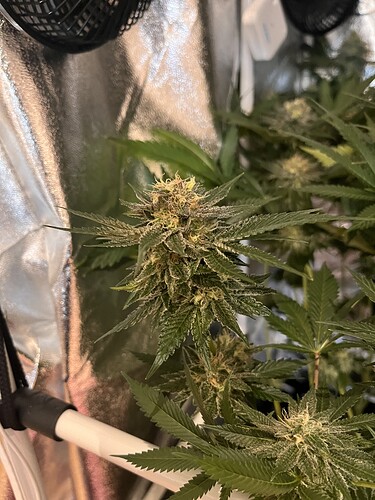 Growreport Bild 9