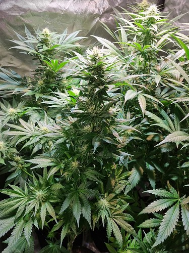 Growreport Bild 21