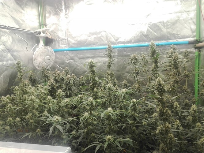 Growreport Bild 1