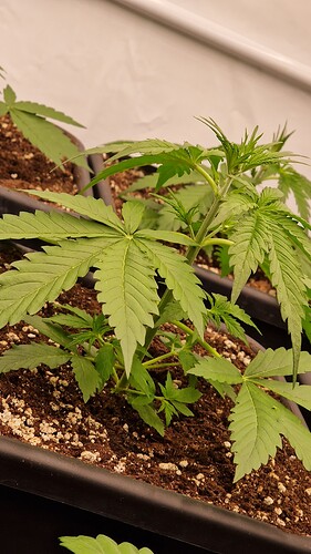 Growreport Bild 9