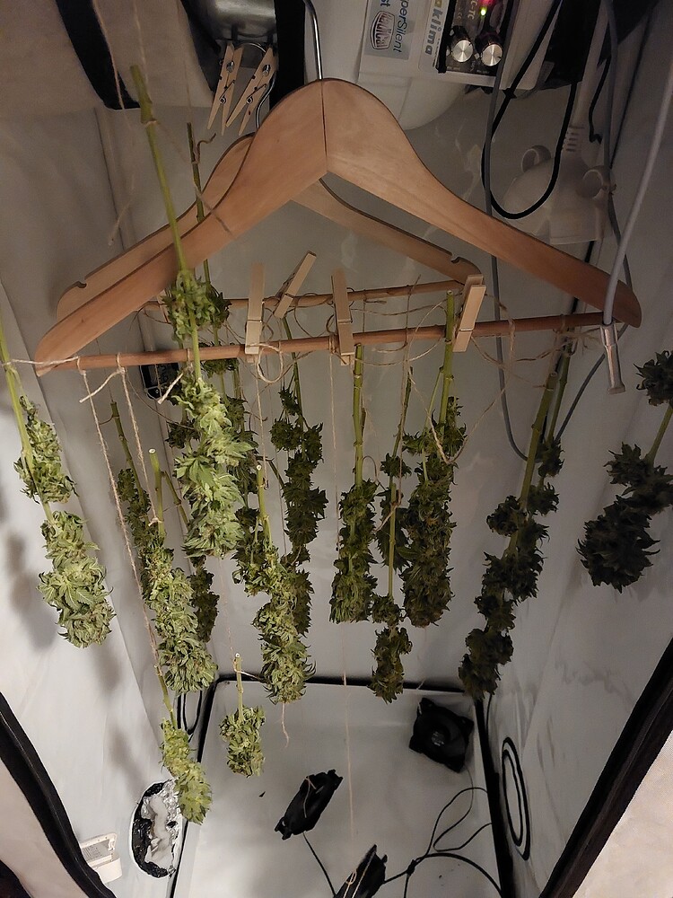 2. Indoor Grow / 2x Northern Lights mit Spider Farmer SF 1000 auf 60x60x160