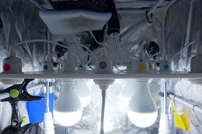 Ein Growzelt mit mehreren LED-Lampen, die von der Decke hängen.