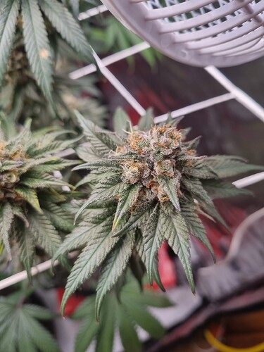 Growreport Bild 13