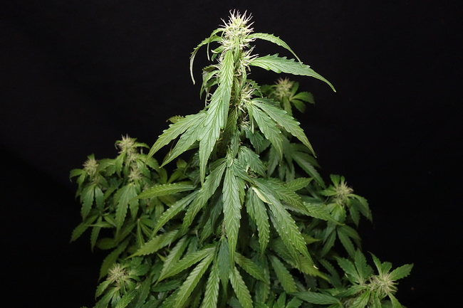Growreport Bild 9