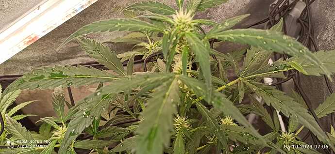 IMG-20231005-WA0004