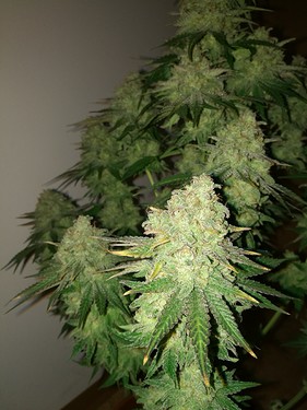 Growreport Bild 41