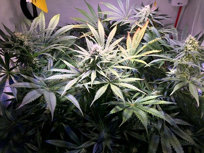 Growreport Bild 7