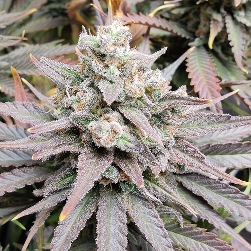 Growreport Bild 9
