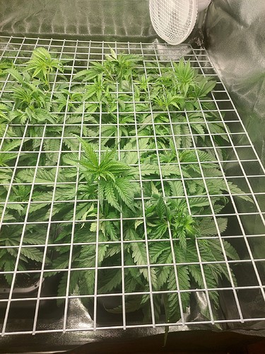 Growreport Bild 5