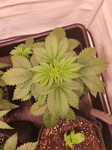 Growreport Bild 9