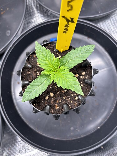 Growreport Bild 71