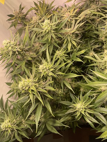 Growreport Bild 3
