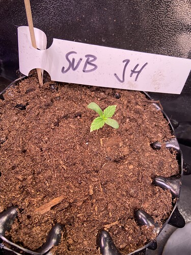 Growreport Bild 3