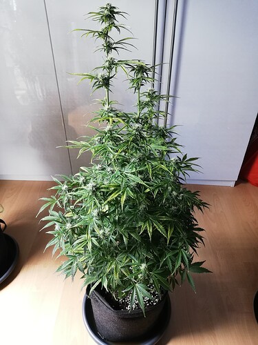 Growreport Bild 28