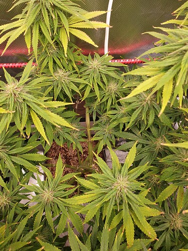 Growreport Bild 1
