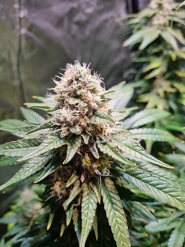 Growreport Bild 4