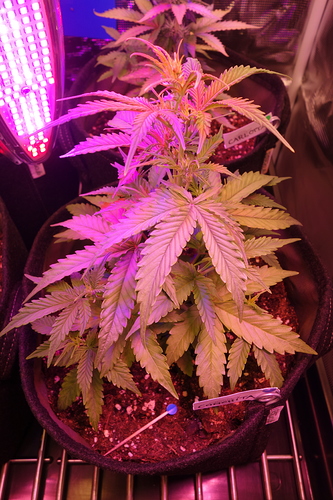 Growreport Bild 14