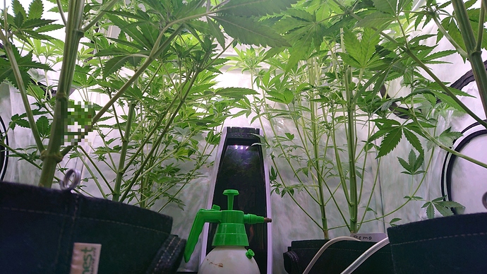 obscura1604344028795