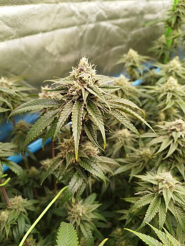 Growreport Bild 10