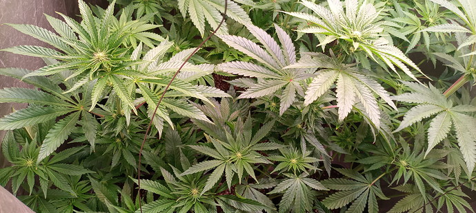 Growreport Bild 2