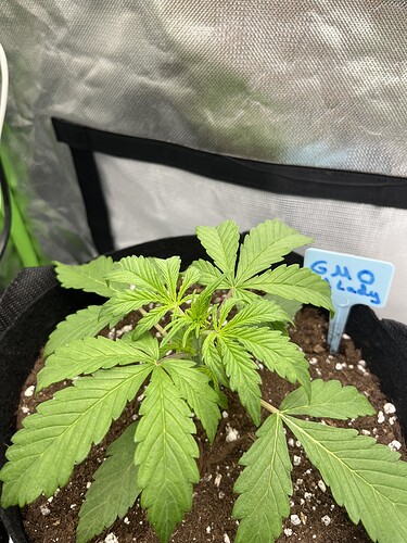 Growreport Bild 31