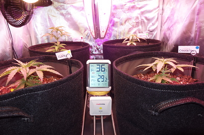 Vier junge Cannabispflanzen in Stofftöpfen unter einer LED-Wachstumslampe. Ein Hygrometer zeigt 36°C und 29.8% Luftfeuchtigkeit an. Namensschilder wie 'CLAIRY', 'CAITLIN', 'CARLOTTA' und 'CONCHITA' sind an den Töpfen angebracht.