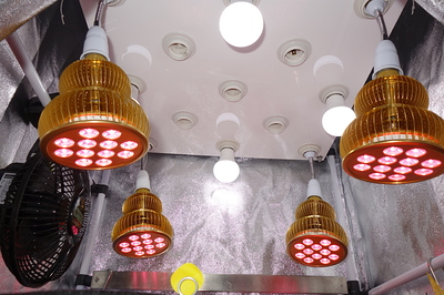 Ein Zelt mit mehreren LED-Wachstumslichtern und einem Ventilator.