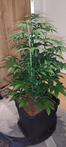 Growreport Bild 1
