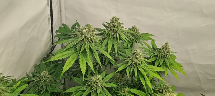 Growreport Bild 7