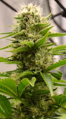 Growreport Bild 18