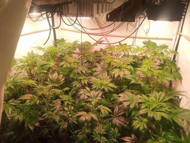 Growreport Bild 39