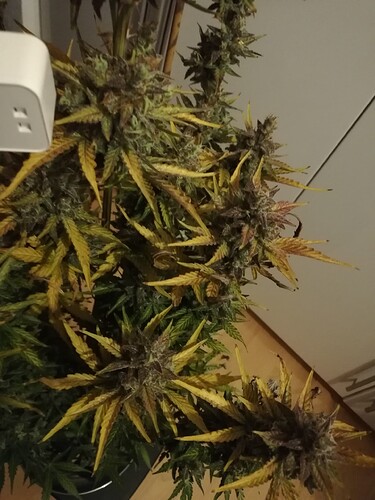 GG#3_240119-3