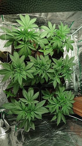 Growreport Bild 29