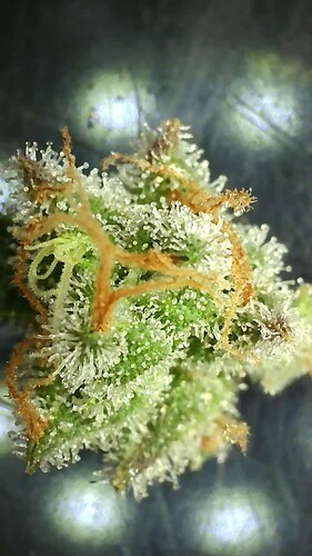Growreport Bild 7