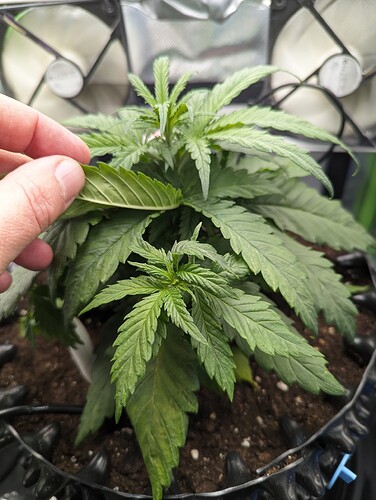 Growreport Bild 2
