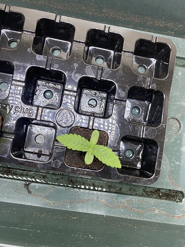 Growreport Bild 1