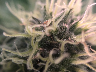 Growreport Bild 9