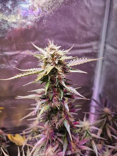 Growreport Bild 55
