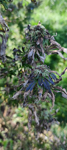 IMG_20221028_133737.HEIC