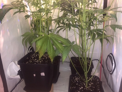 Growreport Bild 1