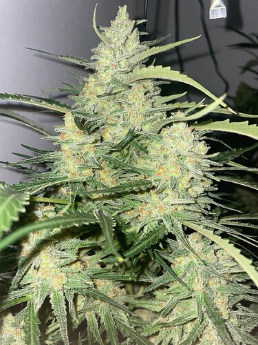 Growreport Bild 13