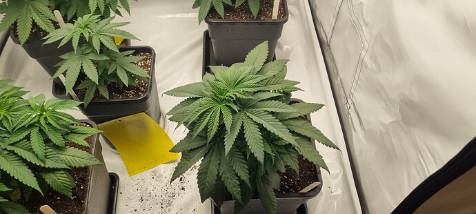 Growreport Bild 13